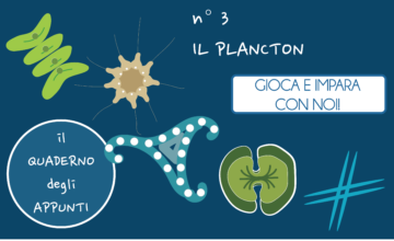 Il quaderno degli appunti 3 – il plancton
